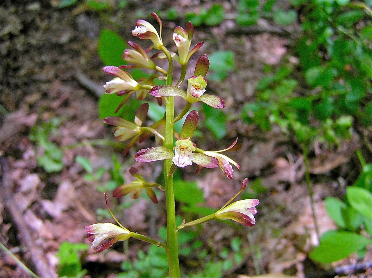 Adam and eve orchid bloom