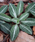Downy rattlesnake plantain
