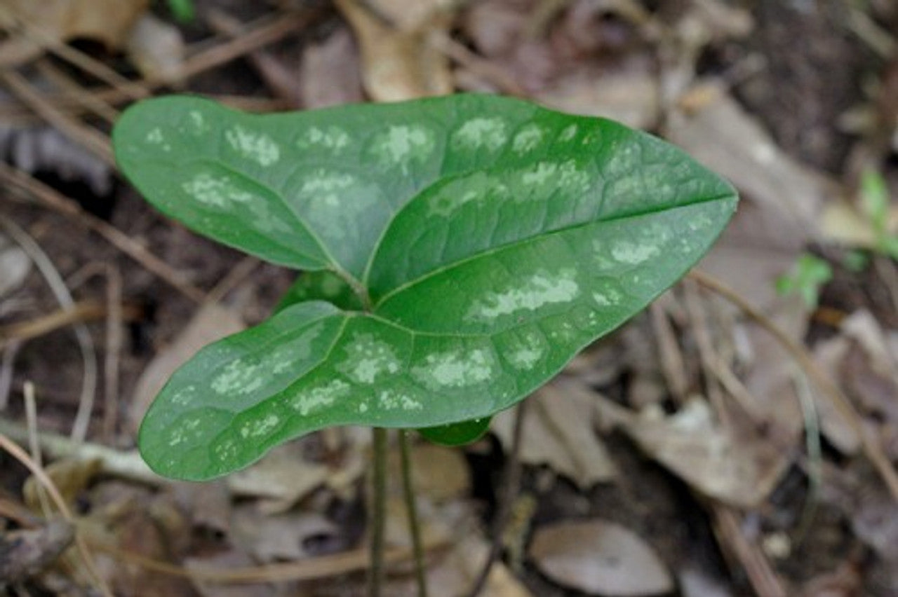Evergreen ginger