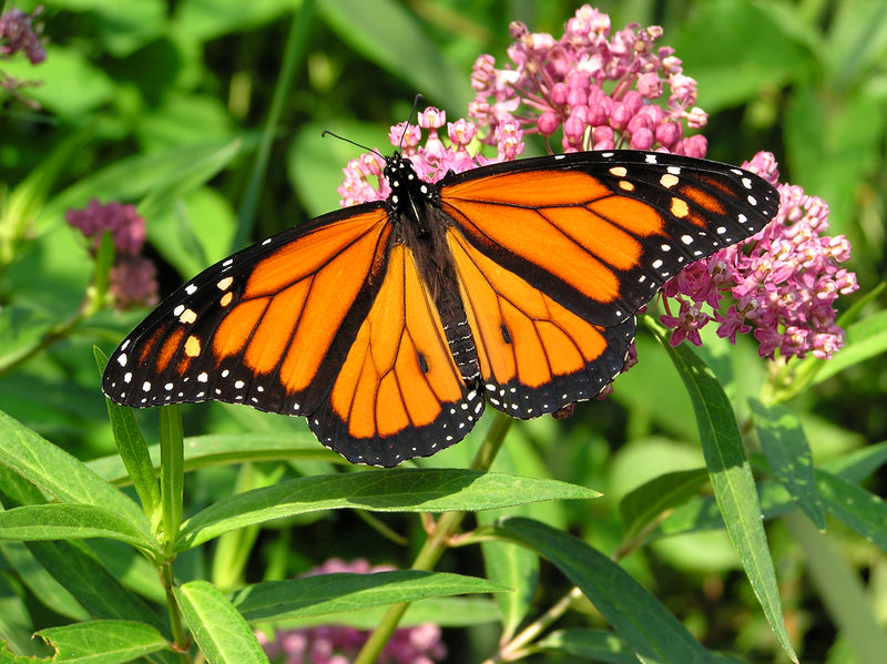 Pollinator Plants
