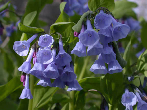 mertensia virginica