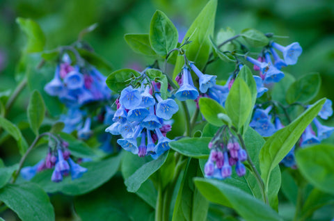 Virginia Bluebells: Why Fall Is the Perfect Time to Plant These Native Beauties
