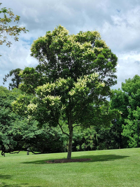 Native Trees