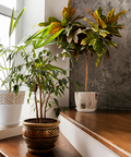 Native Fern