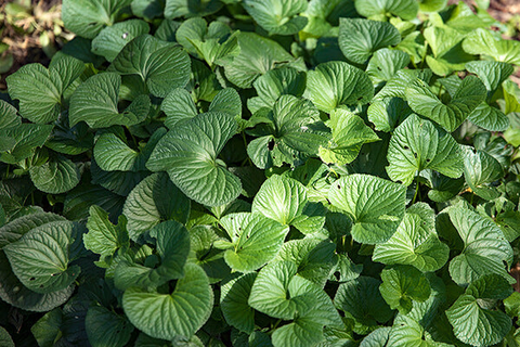 Ground Covers