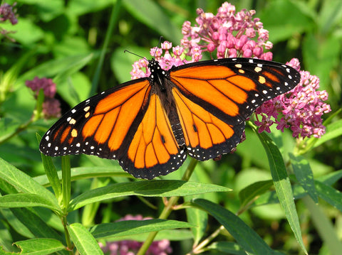 Pollinators