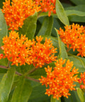 Long Blooming
