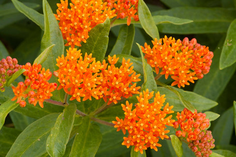 Long Blooming