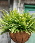Evergreen Ferns