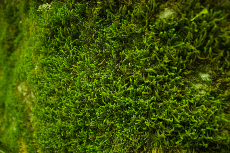 Moss