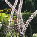 Actaea racemosa