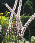 Actaea racemosa