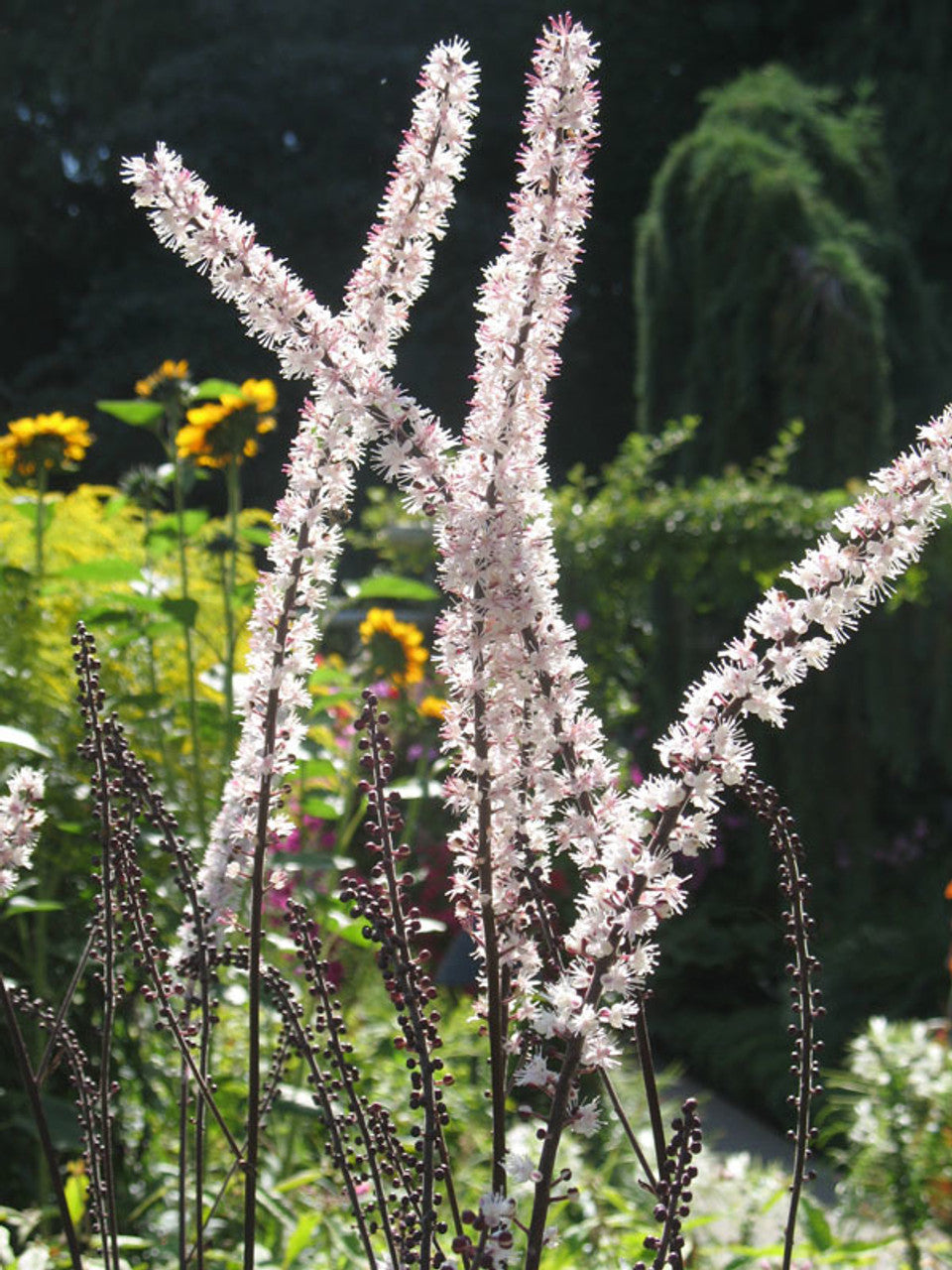 Actaea racemosa