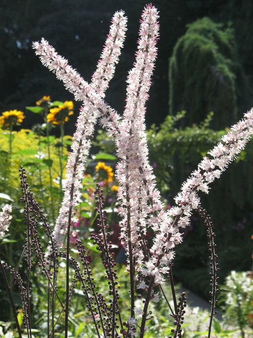 Actaea racemosa