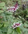 Actea pachypoda