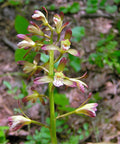 Adam and eve orchid bloom