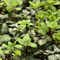 Allegheny Pachysandra Procumbens
