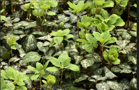 Allegheny Pachysandra Procumbens