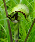 Arisaema triphyllum