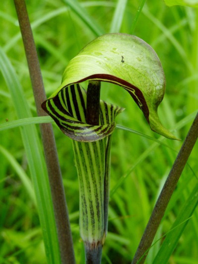 Arisaema triphyllum