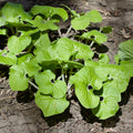 Asarum canadense