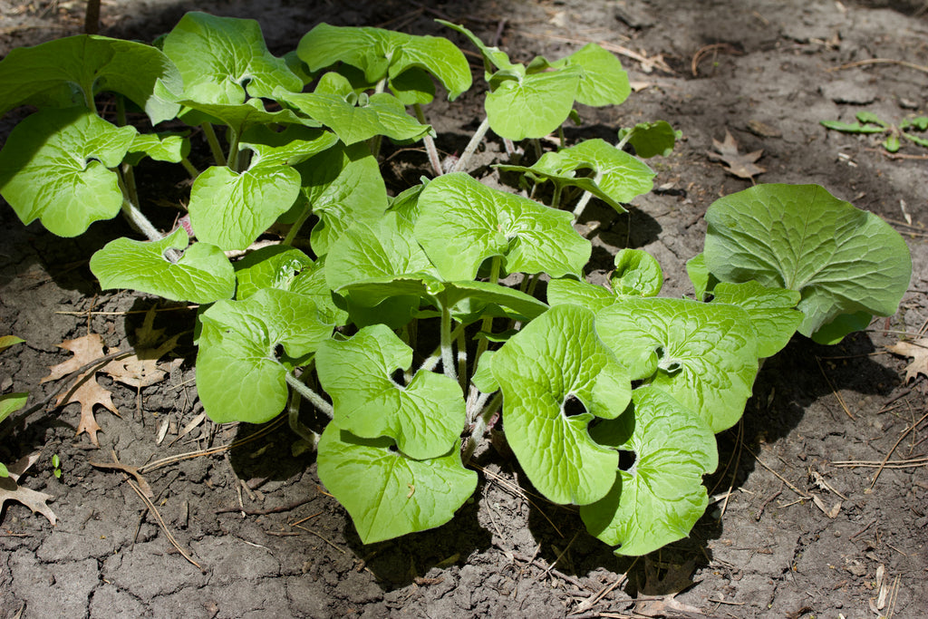 Asarum canadense