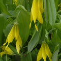 Belwort