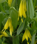 Belwort