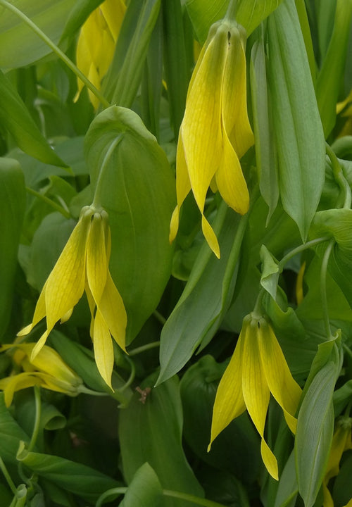 Belwort