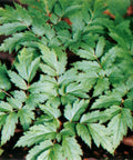 black cohosh