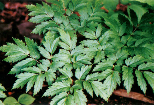 black cohosh