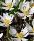 Bloodroot_Sanguinaria_canadensis
