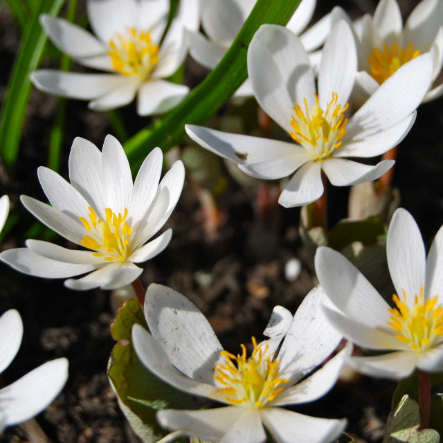 Bloodroot_Sanguinaria_canadensis