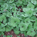 Canadian wild ginger
