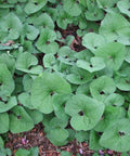 Canadian wild ginger