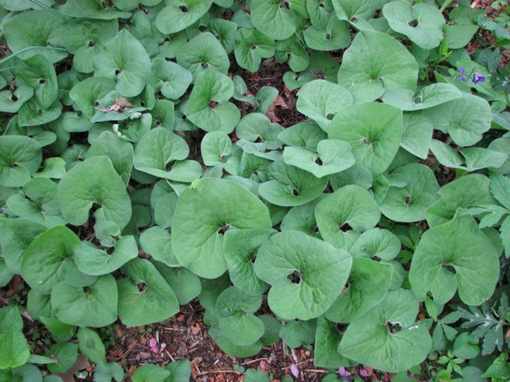 Canadian wild ginger