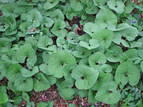 Canadian wild ginger