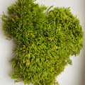 carpet moss