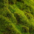 carpet moss growing on rocks