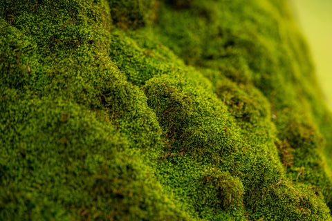 carpet moss growing on rocks