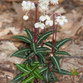 Chimaphila maculata