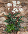 Chimaphila maculata