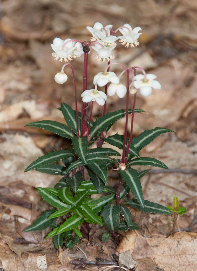 Chimaphila maculata
