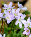 Claytonia virginica