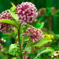 common milkweed