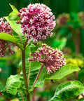 common milkweed