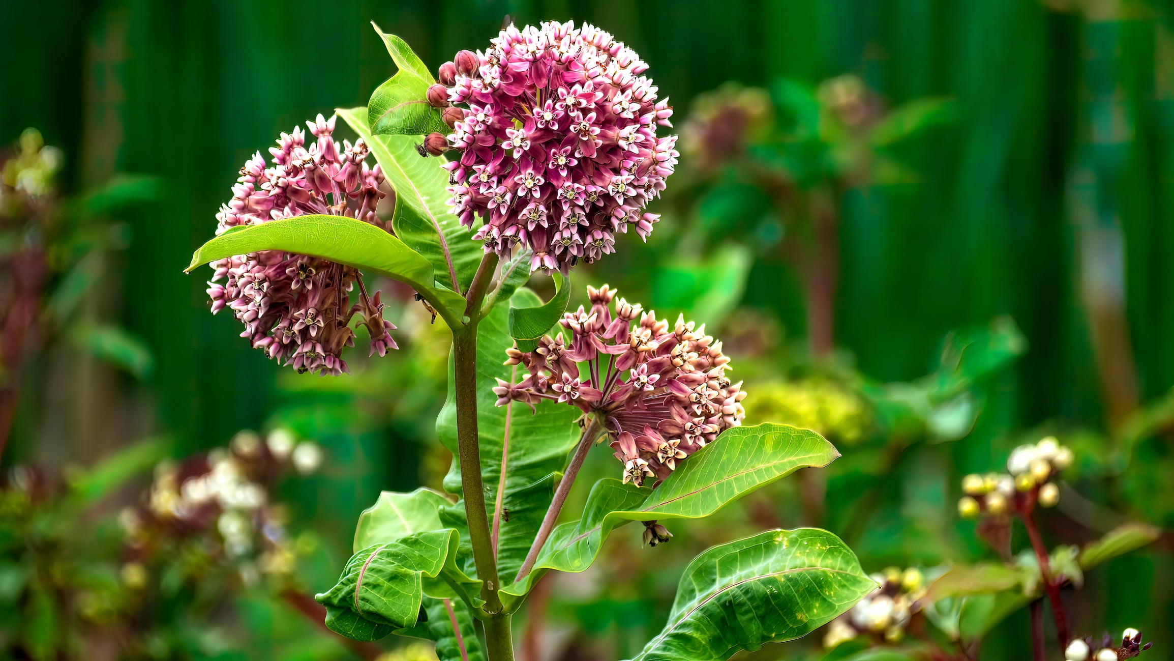 common milkweed