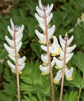  Dicentra cucullaria 