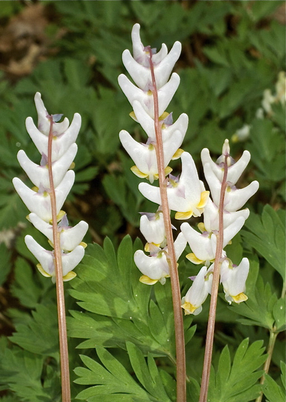  Dicentra cucullaria 