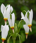 Dodecatheon